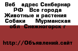 Веб – адрес Сенбернар.РФ - Все города Животные и растения » Собаки   . Мурманская обл.,Снежногорск г.